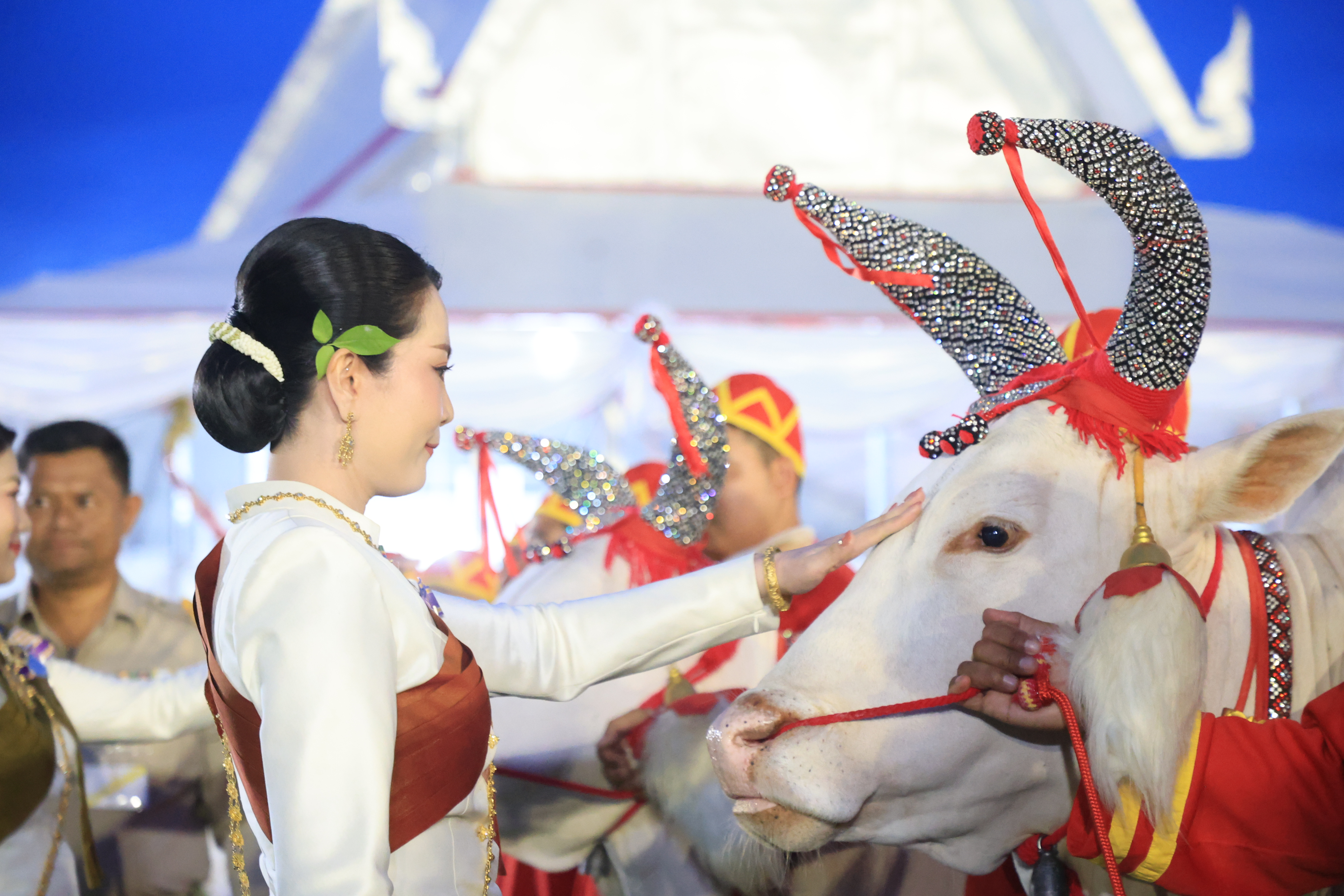 title - ปลัดเกษตรฯ ผู้ทำหน้าที่พระยาแรกนา พร้อมด้วยเทพีคู่หาบทองและเทพีคู่หาบเงิน ทำพิธีล้างมือพระยาแรกนา และเจิมหน้าพระโค